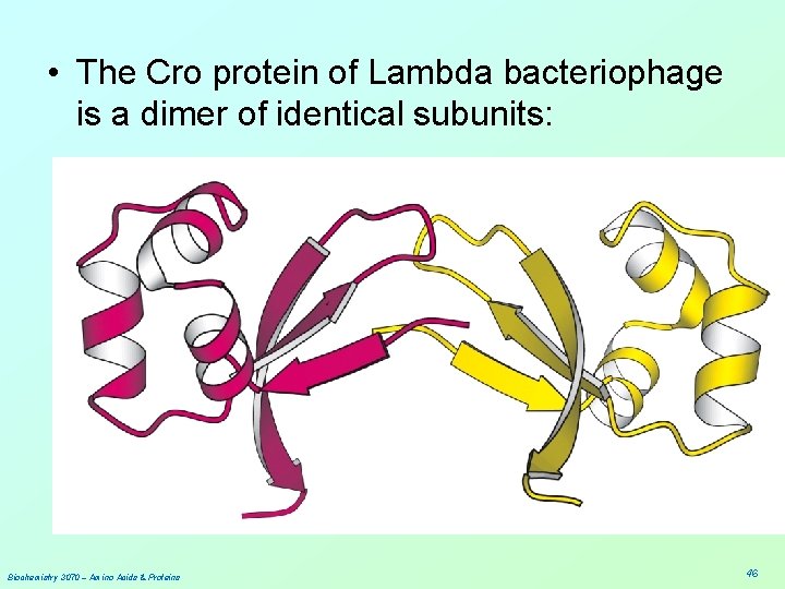  • The Cro protein of Lambda bacteriophage is a dimer of identical subunits: