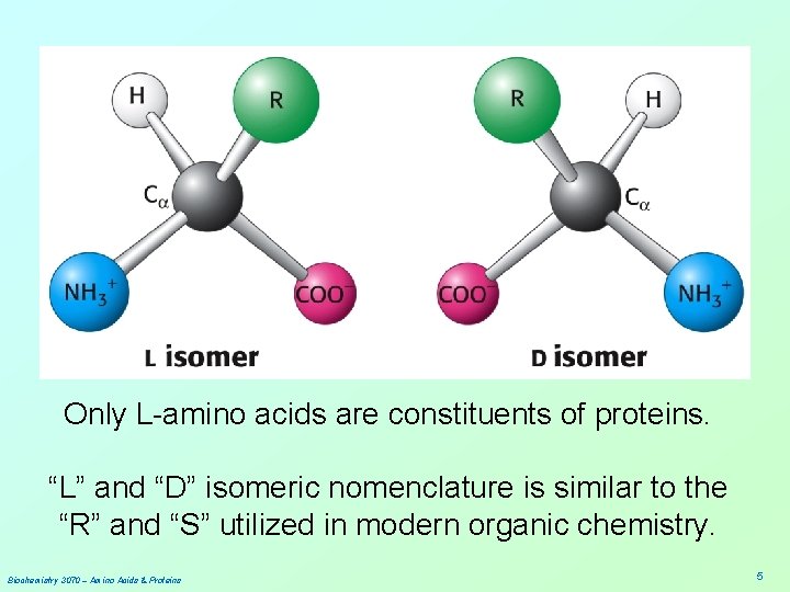 Only L-amino acids are constituents of proteins. “L” and “D” isomeric nomenclature is similar