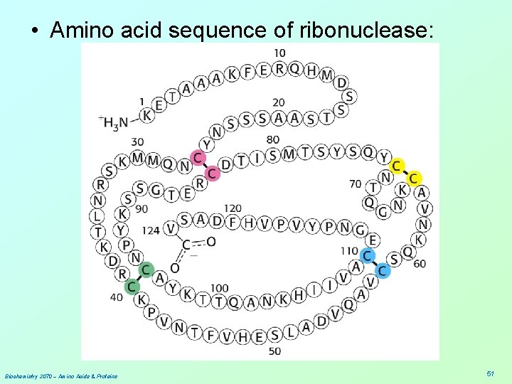  • Amino acid sequence of ribonuclease: Biochemistry 3070 – Amino Acids & Proteins