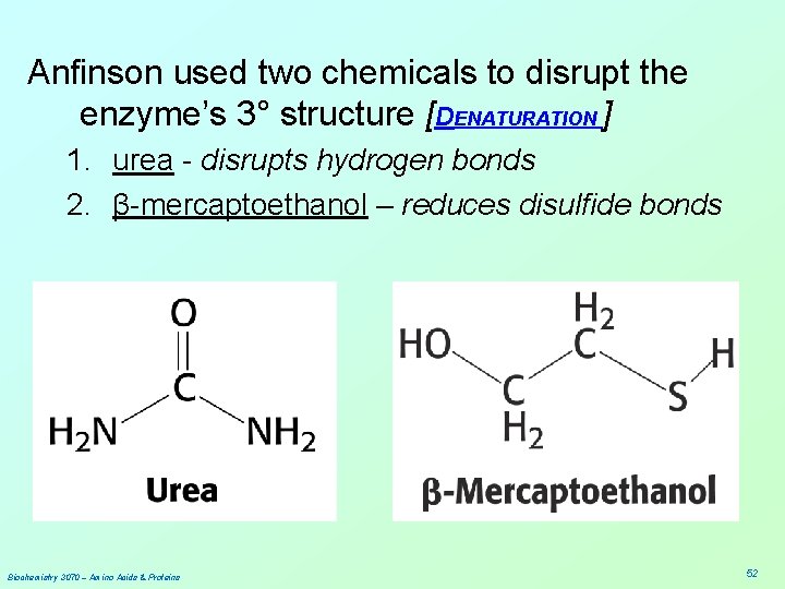 Anfinson used two chemicals to disrupt the enzyme’s 3° structure [DENATURATION ] 1. urea