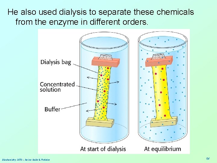 He also used dialysis to separate these chemicals from the enzyme in different orders.