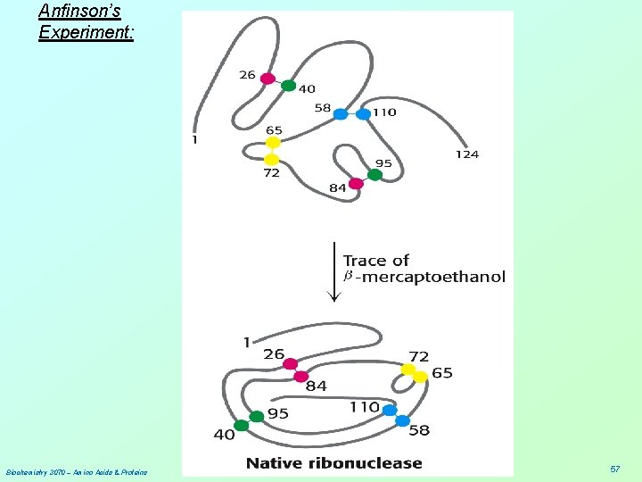 Anfinson’s Experiment: Biochemistry 3070 – Amino Acids & Proteins 57 