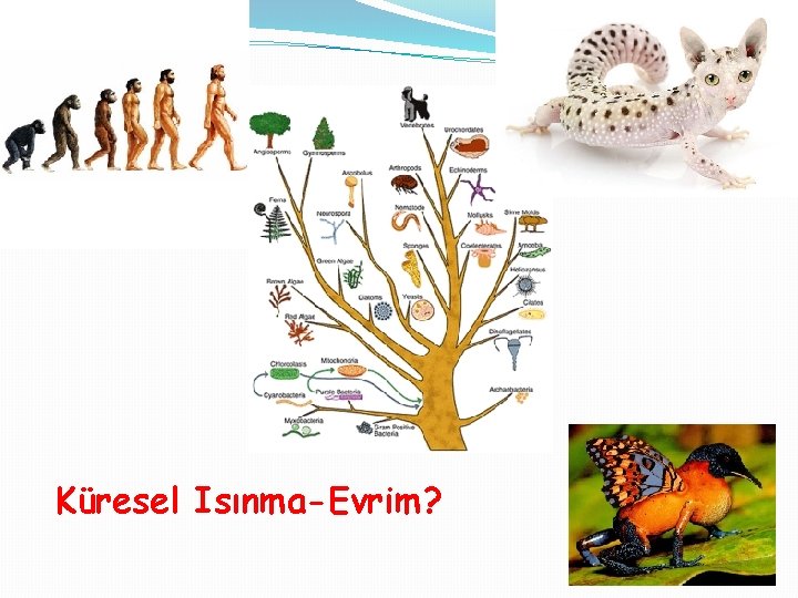 Küresel Isınma-Evrim? 