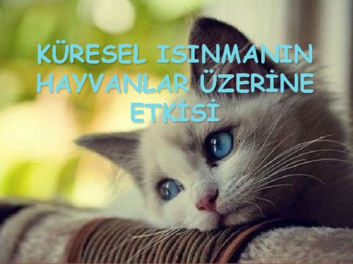 KÜRESEL ISINMANIN HAYVANLAR ÜZERİNE ETKİSİ 