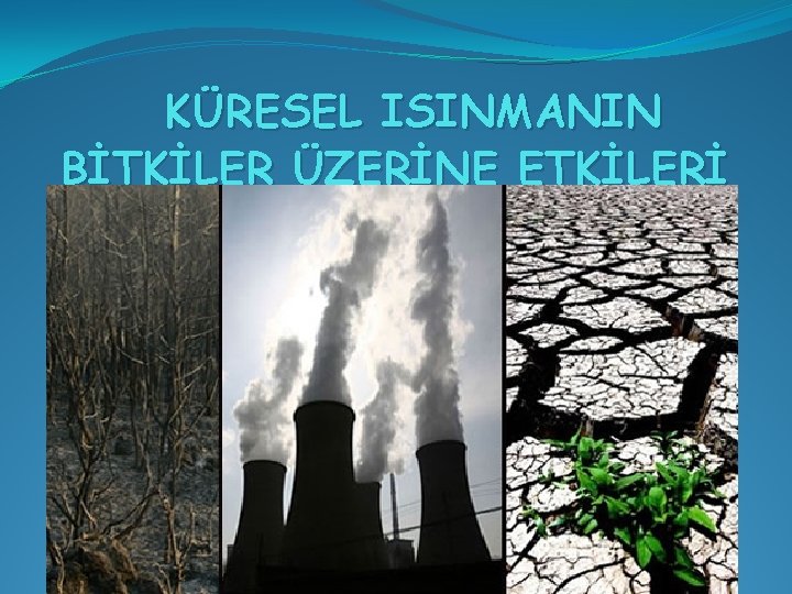 KÜRESEL ISINMANIN BİTKİLER ÜZERİNE ETKİLERİ 