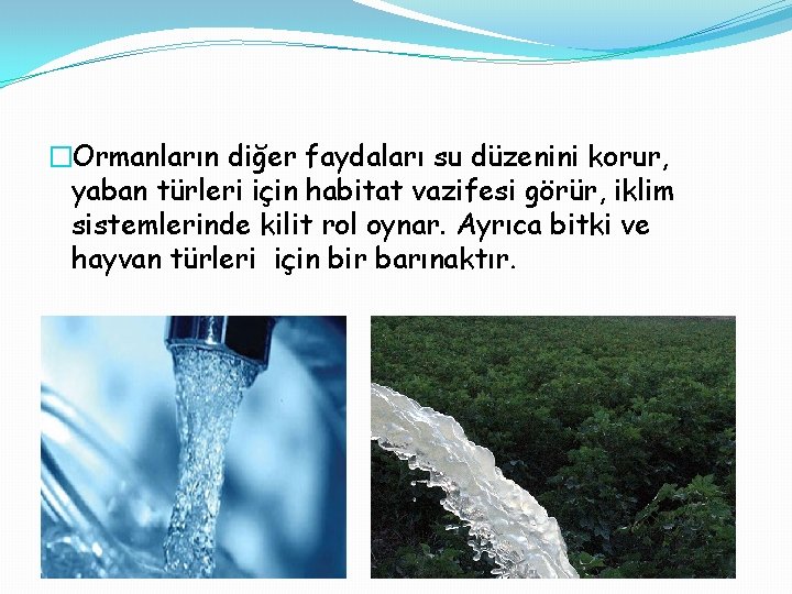 �Ormanların diğer faydaları su düzenini korur, yaban türleri için habitat vazifesi görür, iklim sistemlerinde