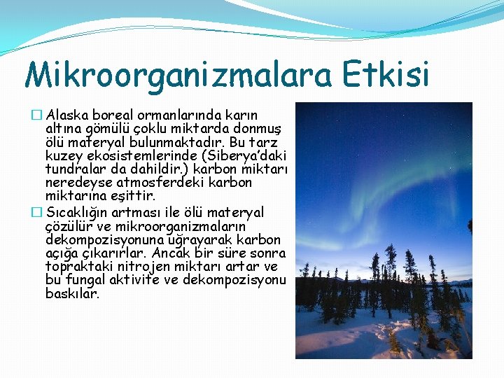 Mikroorganizmalara Etkisi � Alaska boreal ormanlarında karın altına gömülü çoklu miktarda donmuş ölü materyal