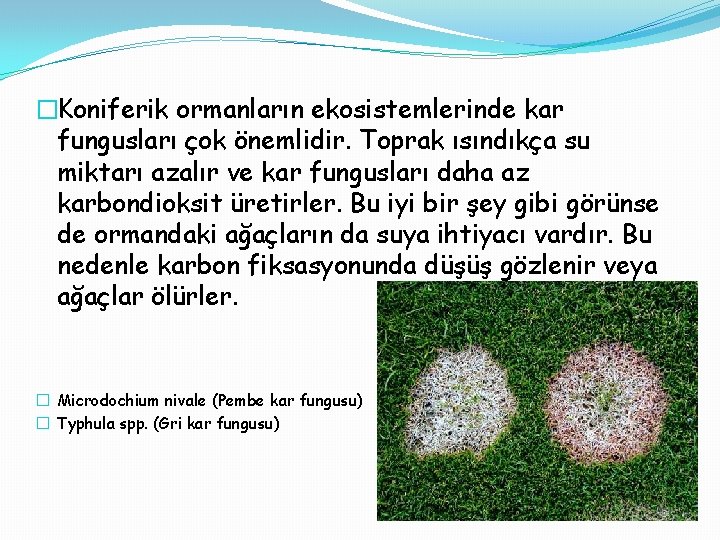 �Koniferik ormanların ekosistemlerinde kar fungusları çok önemlidir. Toprak ısındıkça su miktarı azalır ve kar