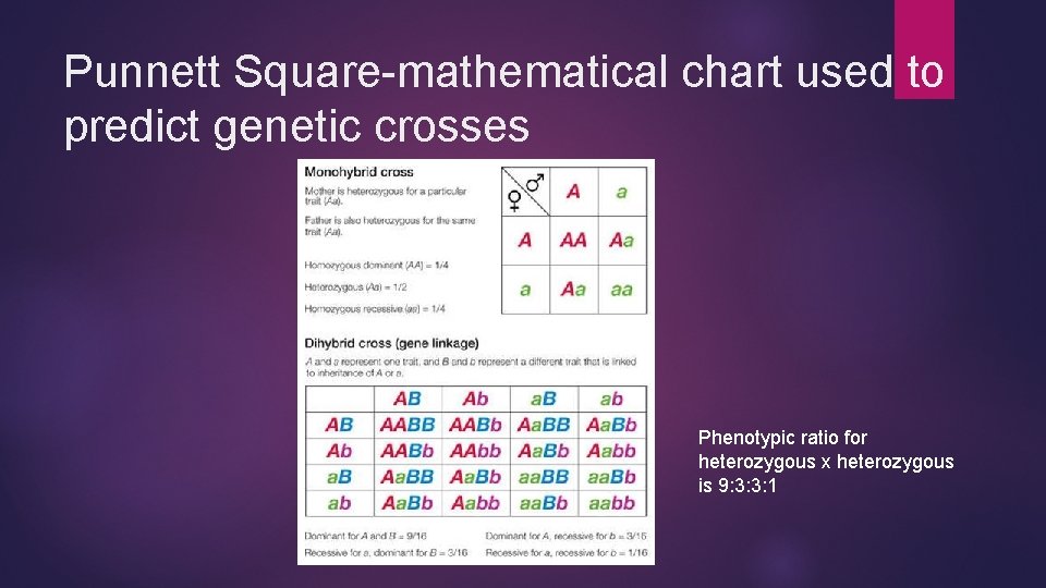 Punnett Square-mathematical chart used to predict genetic crosses Phenotypic ratio for heterozygous x heterozygous