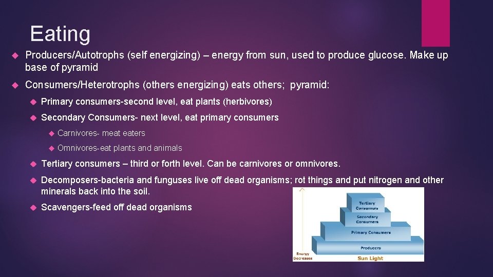 Eating Producers/Autotrophs (self energizing) – energy from sun, used to produce glucose. Make up