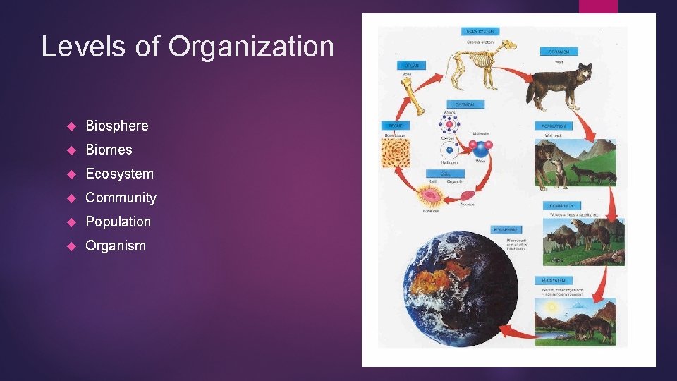 Levels of Organization Biosphere Biomes Ecosystem Community Population Organism 