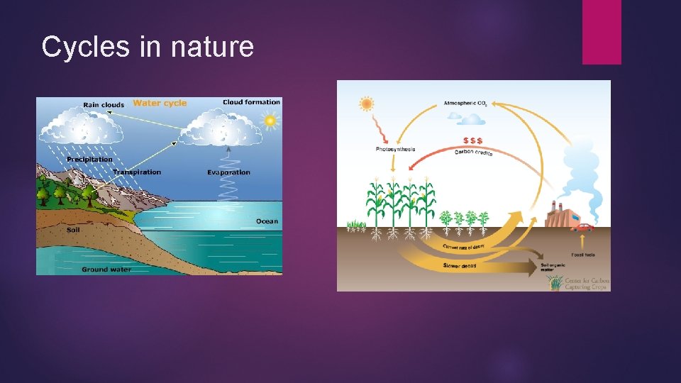 Cycles in nature 