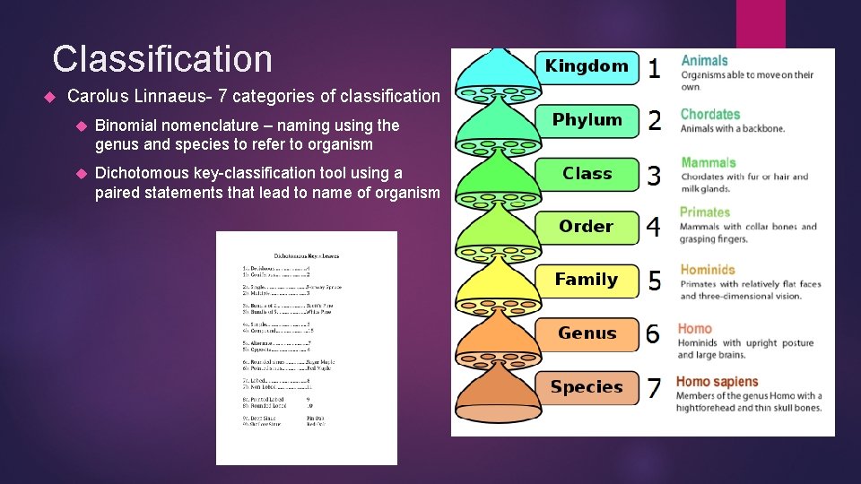 Classification Carolus Linnaeus- 7 categories of classification Binomial nomenclature – naming using the genus