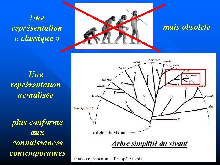 Une représentation « classique » Une représentation actualisée plus conforme aux connaissances contemporaines mais