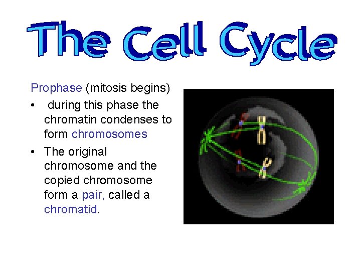 Prophase (mitosis begins) • during this phase the chromatin condenses to form chromosomes •