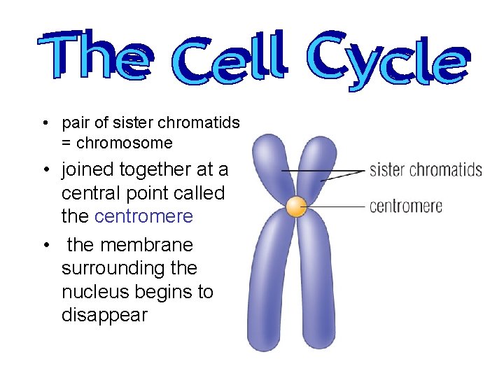  • pair of sister chromatids = chromosome • joined together at a central