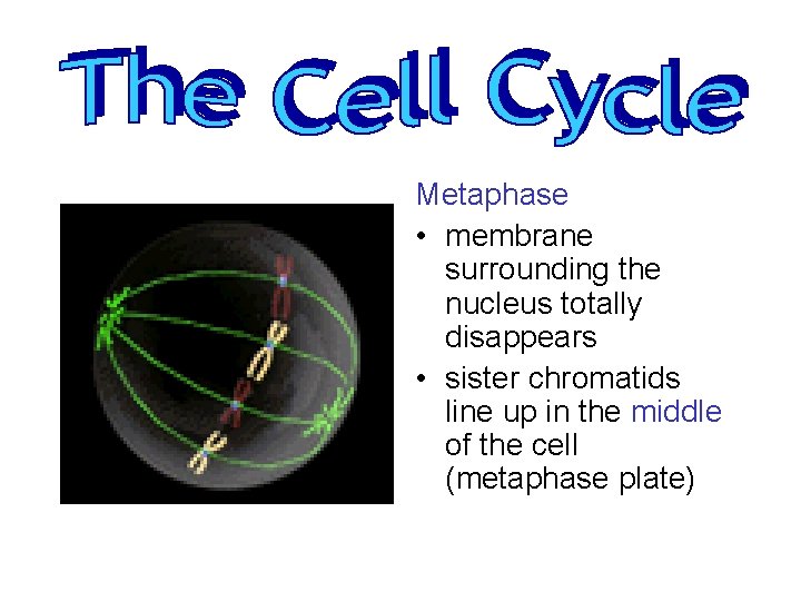 Metaphase • membrane surrounding the nucleus totally disappears • sister chromatids line up in