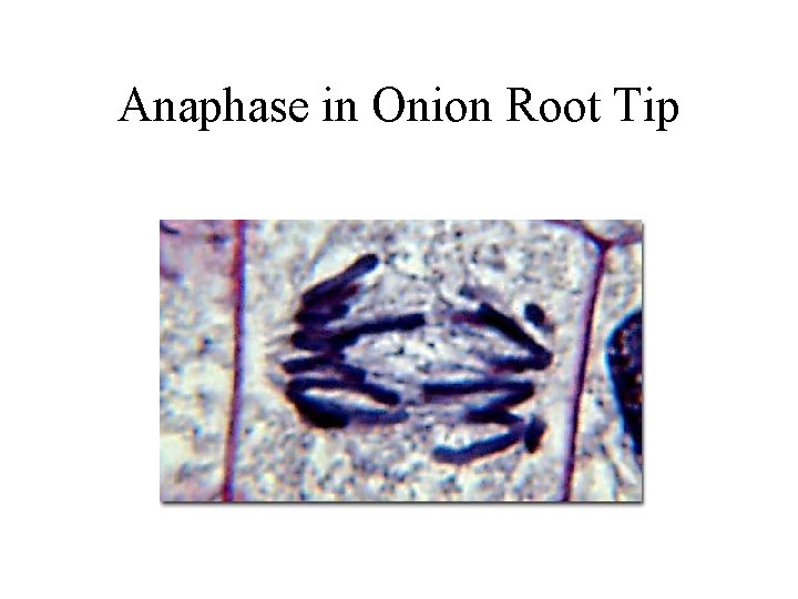 Anaphase in Onion Root Tip 