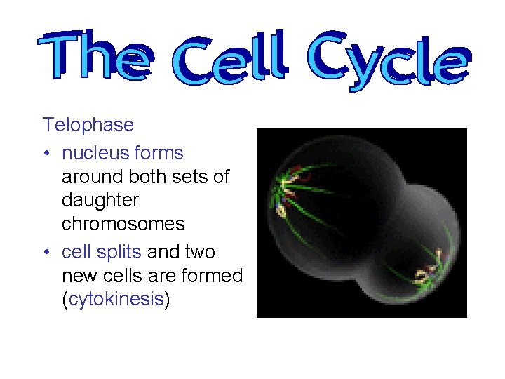 Telophase • nucleus forms around both sets of daughter chromosomes • cell splits and