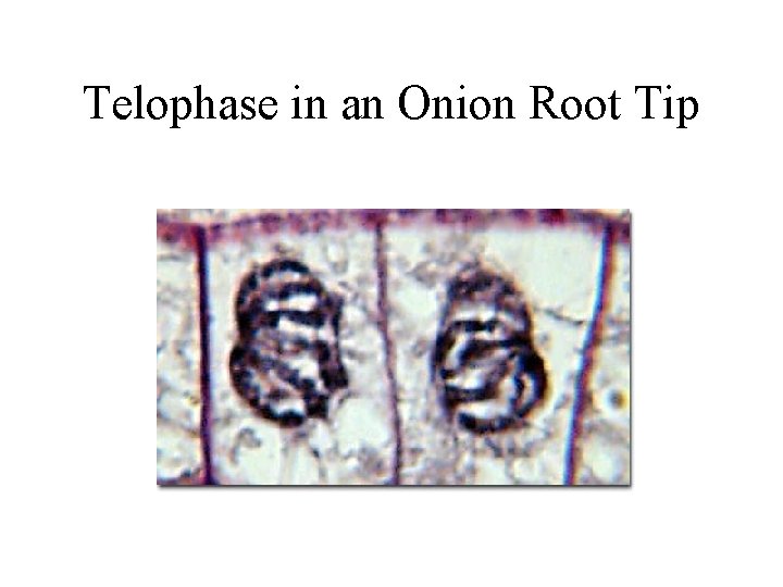 Telophase in an Onion Root Tip 