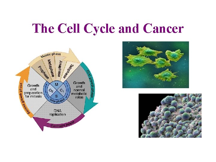 The Cell Cycle and Cancer 