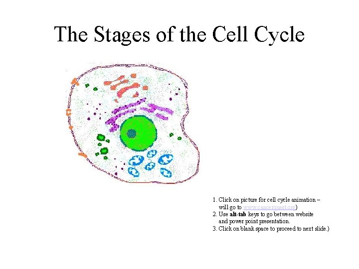 The Stages of the Cell Cycle 1. Click on picture for cell cycle animation