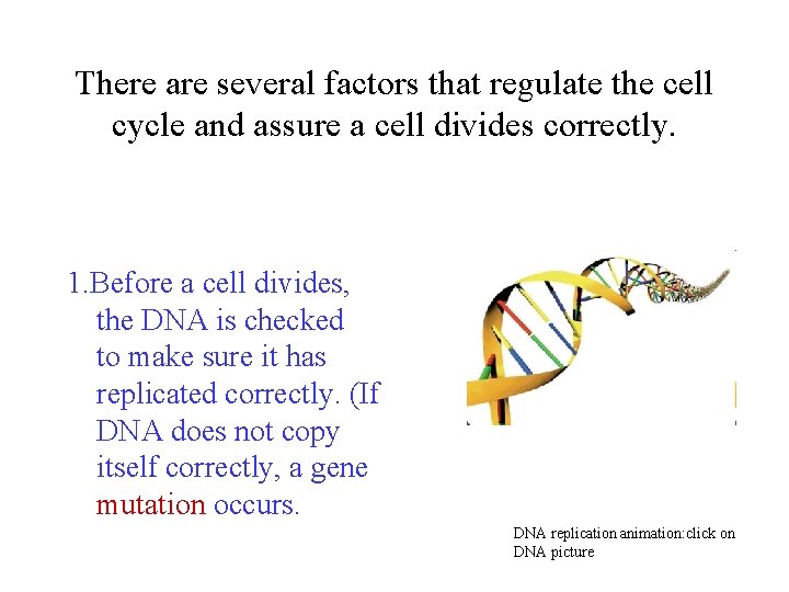 There are several factors that regulate the cell cycle and assure a cell divides