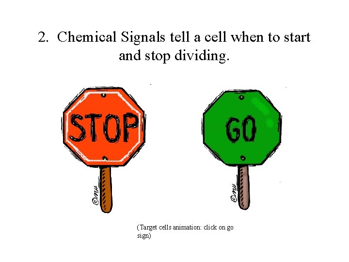 2. Chemical Signals tell a cell when to start and stop dividing. (Target cells