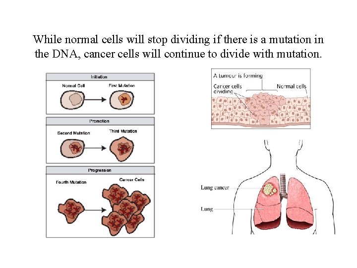 While normal cells will stop dividing if there is a mutation in the DNA,