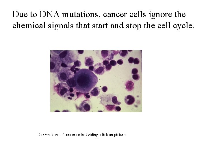 Due to DNA mutations, cancer cells ignore the chemical signals that start and stop