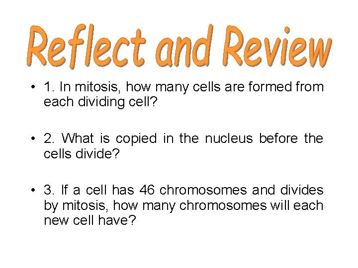  • 1. In mitosis, how many cells are formed from each dividing cell?