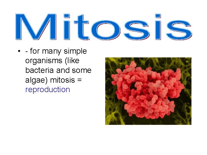  • - for many simple organisms (like bacteria and some algae) mitosis =