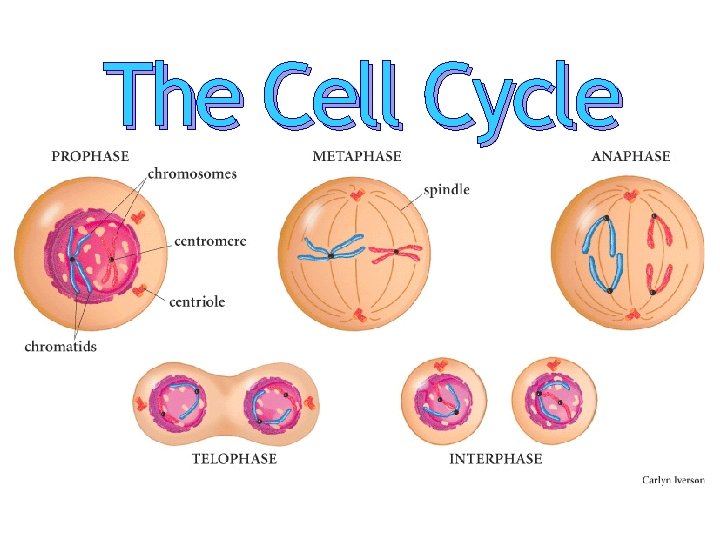 The Cell Cycle 