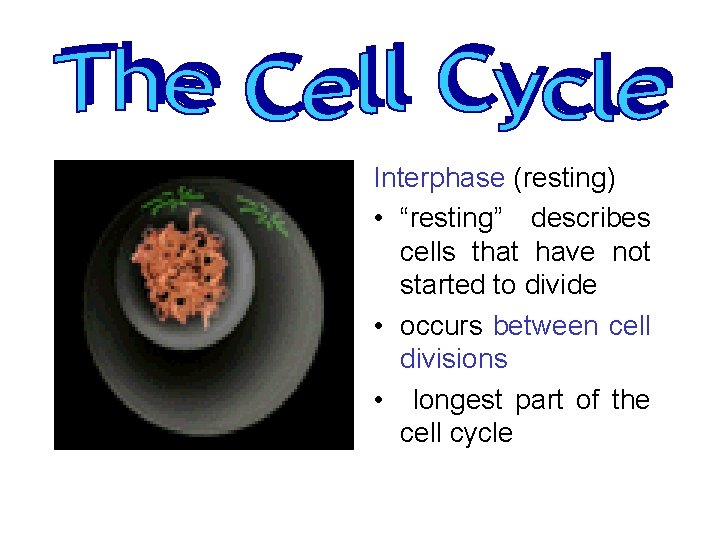 Interphase (resting) • “resting” describes cells that have not started to divide • occurs
