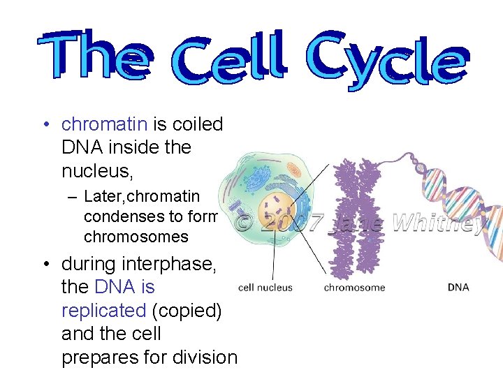  • chromatin is coiled DNA inside the nucleus, – Later, chromatin condenses to