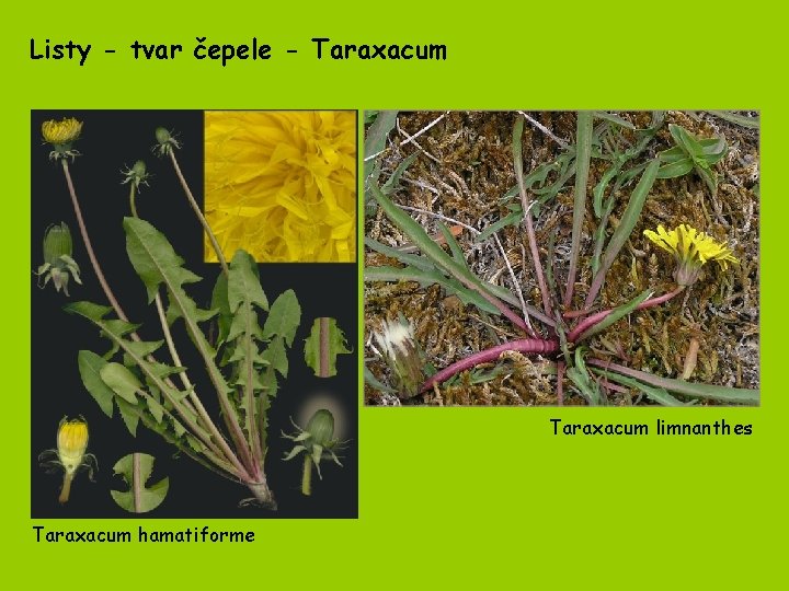 Listy - tvar čepele - Taraxacum limnanthes Taraxacum hamatiforme 