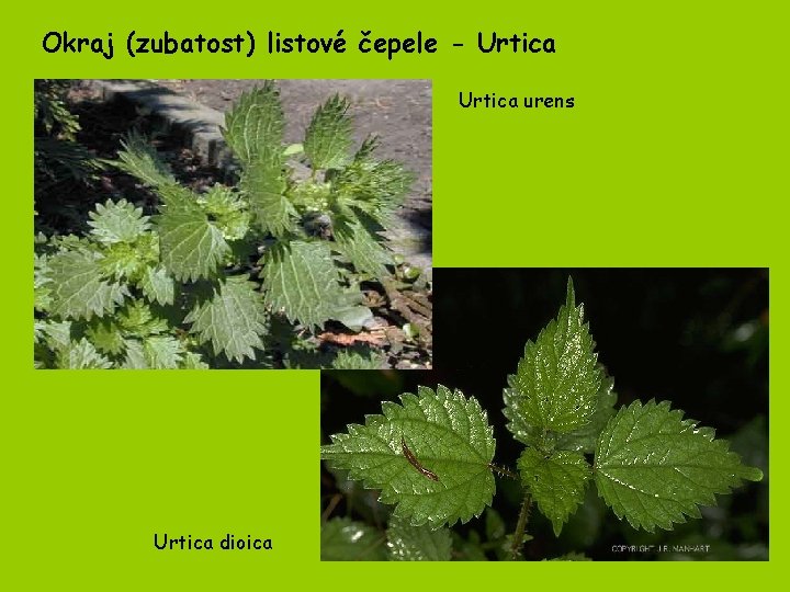 Okraj (zubatost) listové čepele - Urtica urens Urtica dioica 