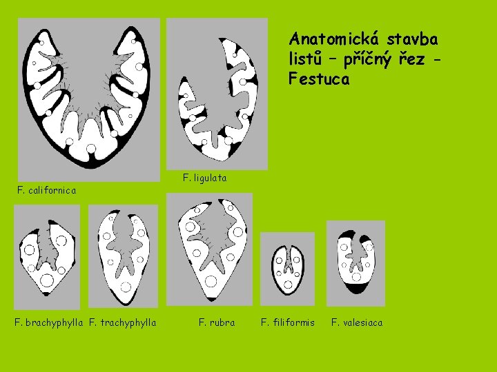 Anatomická stavba listů – příčný řez Festuca F. californica F. brachyphylla F. trachyphylla F.