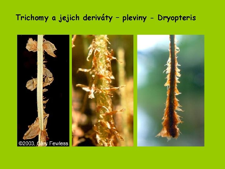 Trichomy a jejich deriváty – pleviny - Dryopteris 