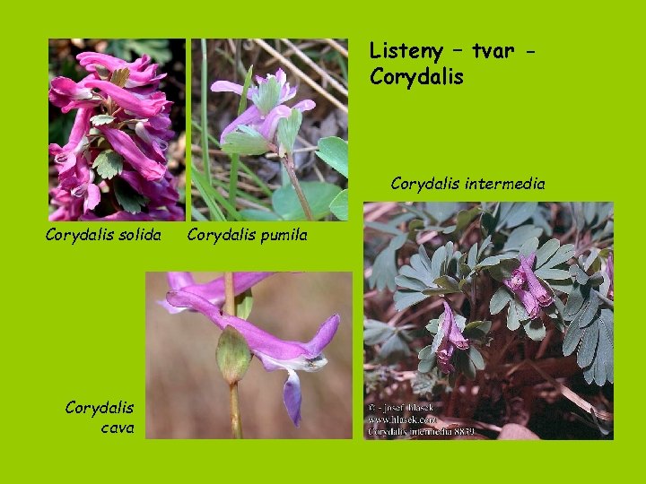 Listeny – tvar Corydalis intermedia Corydalis solida Corydalis cava Corydalis pumila 