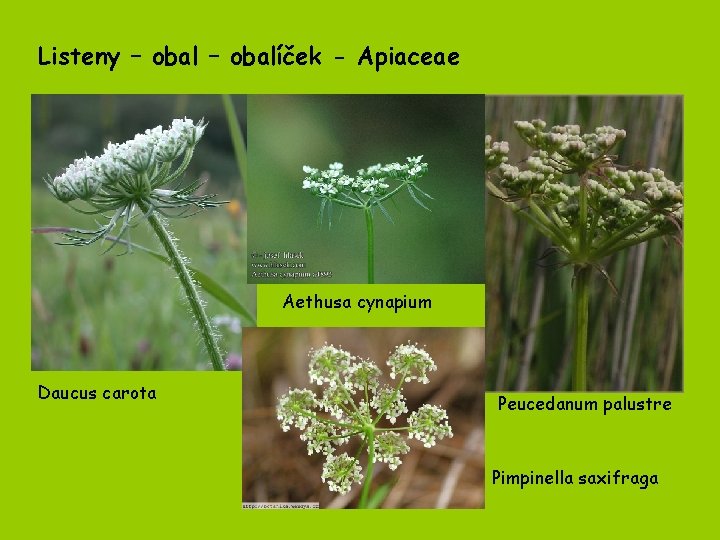 Listeny – obalíček - Apiaceae Aethusa cynapium Daucus carota Peucedanum palustre Pimpinella saxifraga 