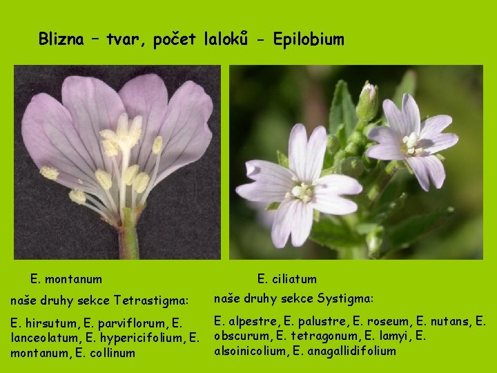 Blizna – tvar, počet laloků - Epilobium E. montanum E. ciliatum naše druhy sekce