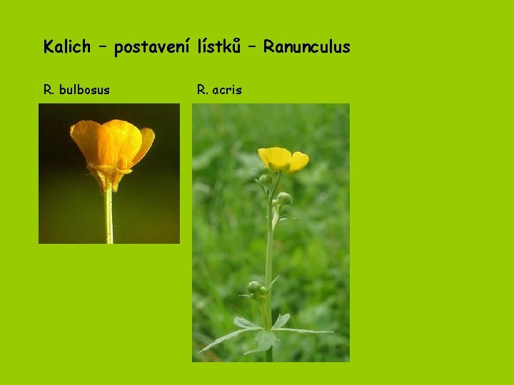 Kalich – postavení lístků – Ranunculus R. bulbosus R. acris 