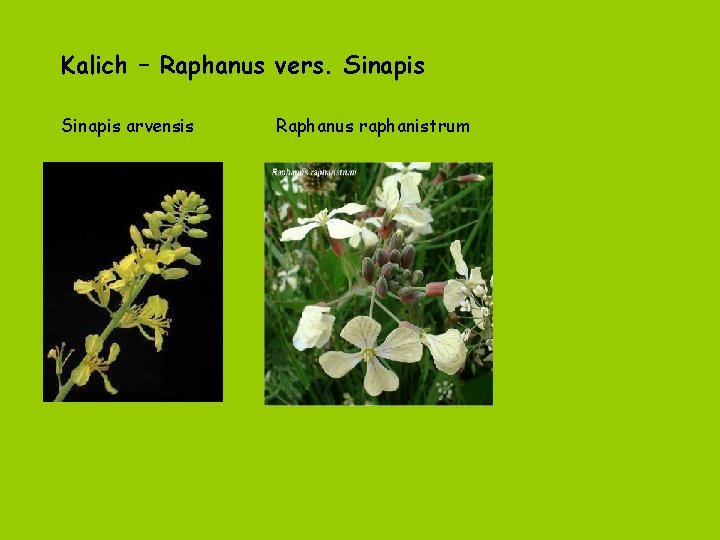 Kalich – Raphanus vers. Sinapis arvensis Raphanus raphanistrum 