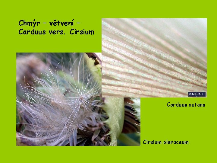 Chmýr – větvení – Carduus vers. Cirsium Carduus nutans Cirsium oleraceum 