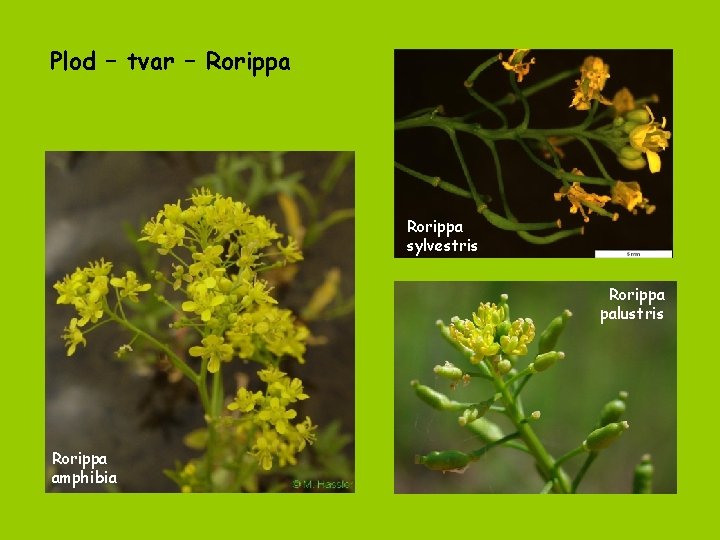 Plod – tvar – Rorippa sylvestris Rorippa palustris Rorippa amphibia 