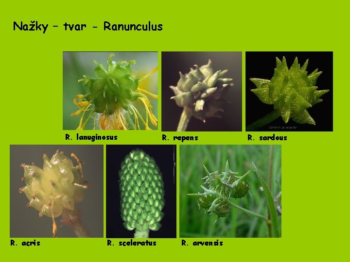 Nažky – tvar - Ranunculus R. lanuginosus R. acris R. sceleratus R. repens R.