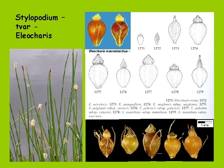 Stylopodium – tvar Eleocharis UNI 