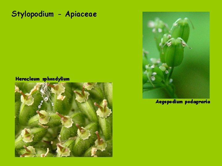 Stylopodium - Apiaceae Heracleum sphondylium Aegopodium podagraria 
