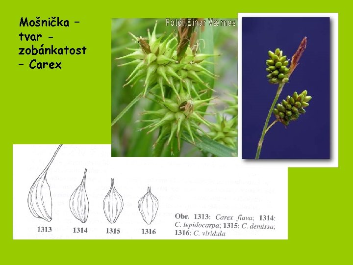 Mošnička – tvar zobánkatost – Carex 
